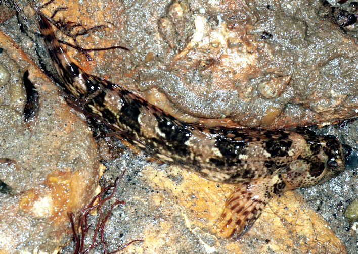 Lipophrys pholis_987